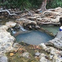 Cardwell's Natural Fed Spa Pool and Swimming Hole