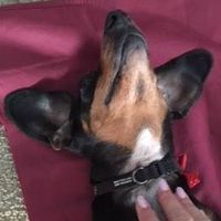 4 Paws Massage