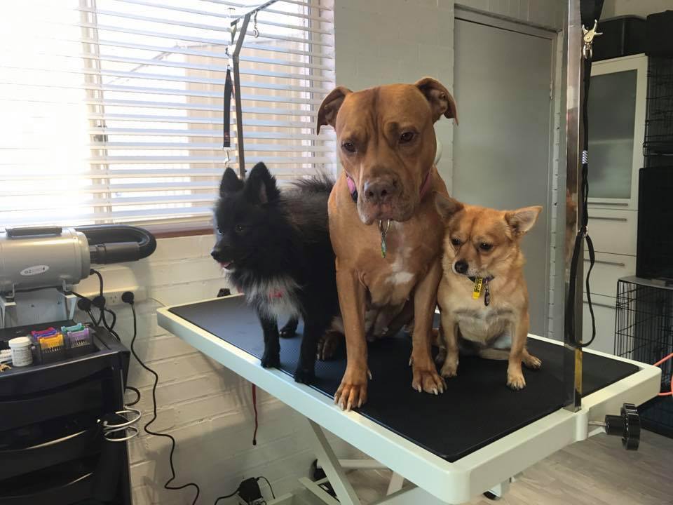 BarkRoyal Dog Day Spa & Day Care