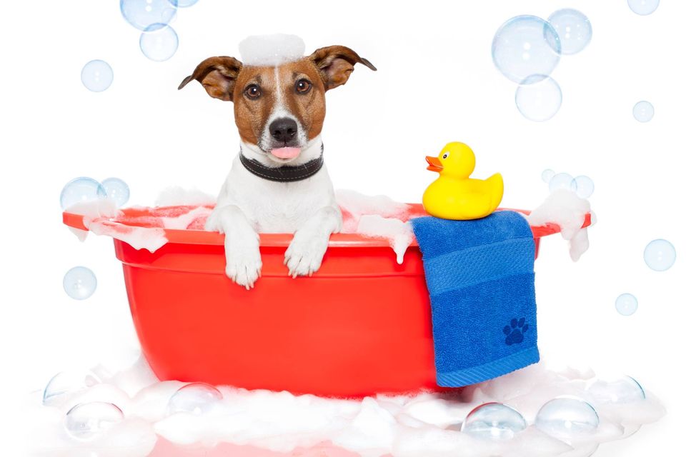 The Canine Spa - Cooroy