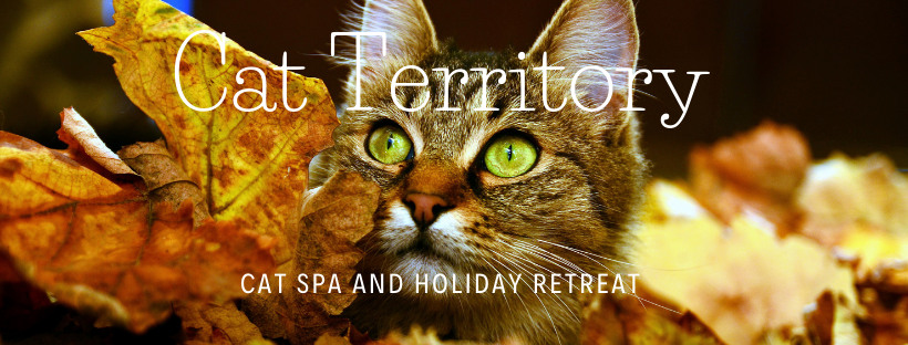 Cat Territory Cat Spa and Holiday Retreat