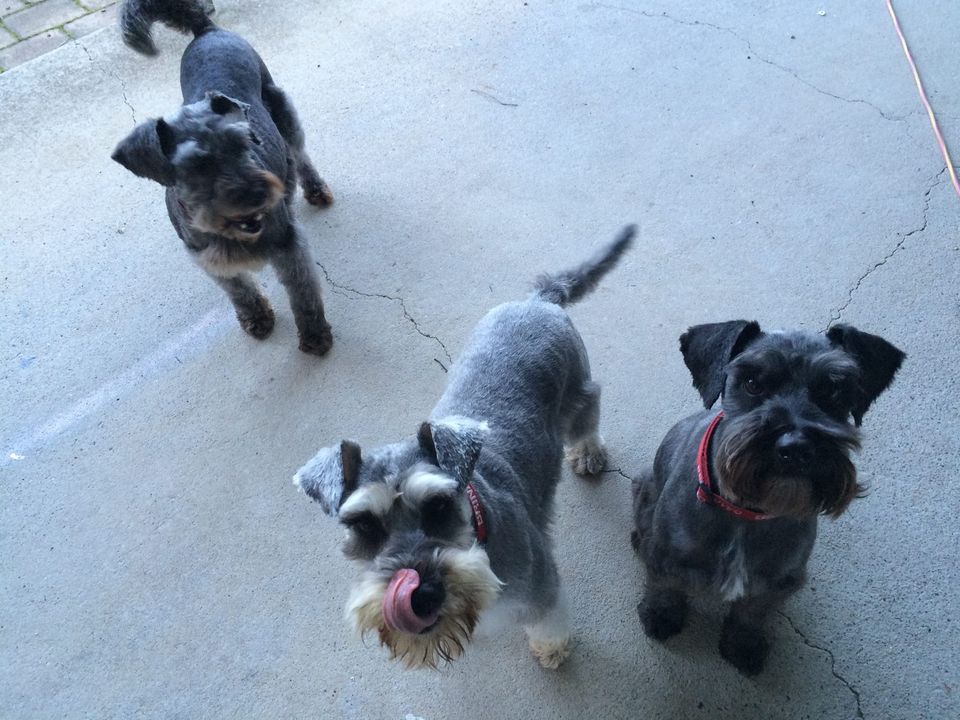 Doggy Day Spa Canberra